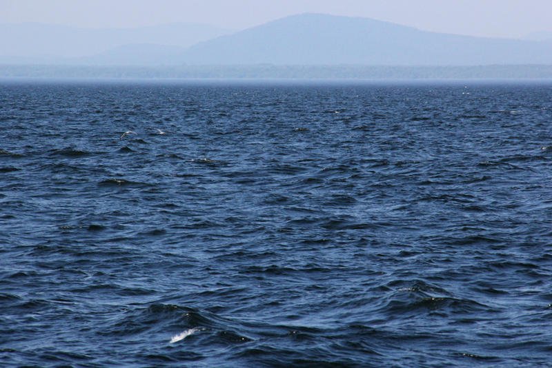 LISTEN: Baby Lake Trout Surviving In Lake Champlain For The First Time In Decades bit.ly/2wMwJiv https://t.co/kwAnjyvvnt