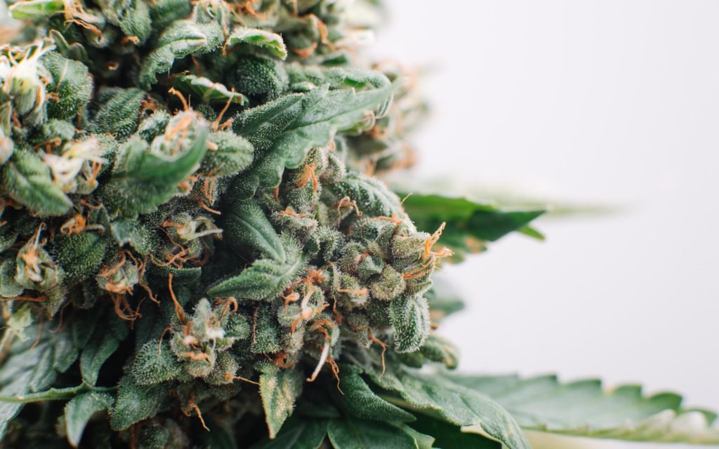 RT <a href="/HIGH_TIMES_Mag/">High Times</a> - Harnessing the Body’s Own Pot Powers to Fight Cancer. bit.ly/fightcancer420