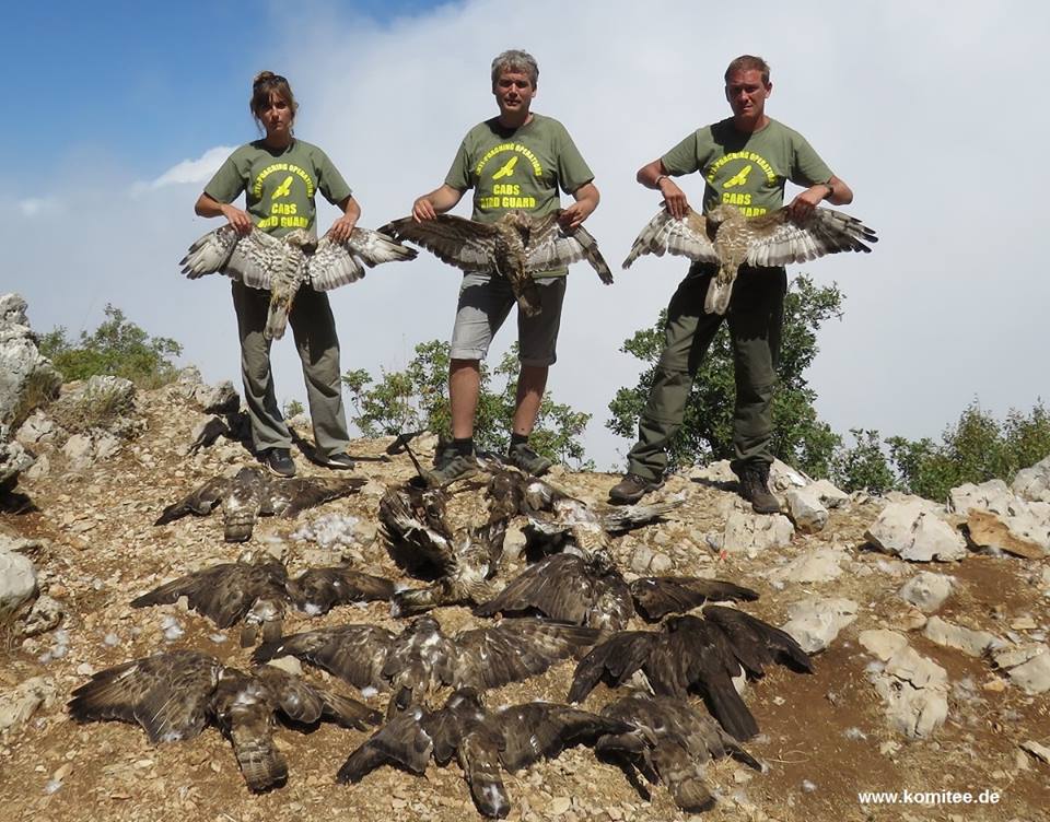 found mass grave: 16 freshly shot honey buzzards+1 marsh #harrier. Near by? Camping poachers...#Lebanon #beyondreason #SHOCKED