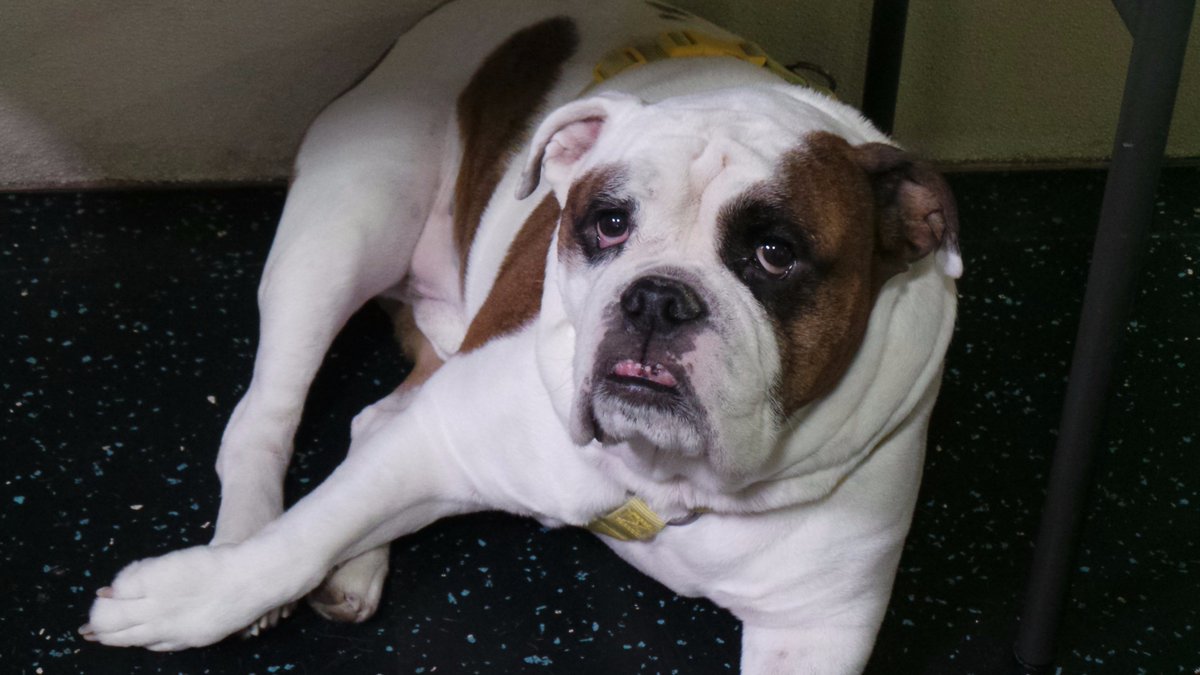 DogtopiaWaco's tweet photo. Winston says hang in there! It's almost the weekend! #bulldog #dogtopiawaco https://t.co/2iZ7YiM78a