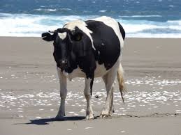 MOOreHope4all's tweet photo. #TBT to Hope's last beach trip. Fall just got here, but she's not ready to let summer go just yet! #jointheMOOvement https://t.co/fpGNM4D356