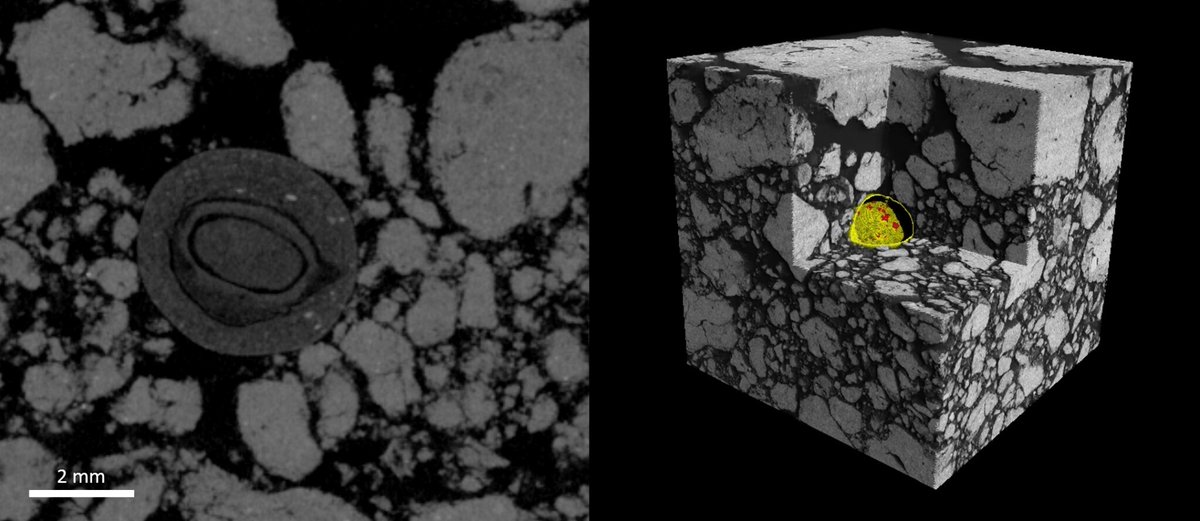 SebImaging's tweet photo. Looking forward to present seed-soil contact quantification at @ISSS_2017 representing @UoNHounsfield and @Syngenta

https://t.co/9o1KNQk2bN https://t.co/m1hp1Vvj9j