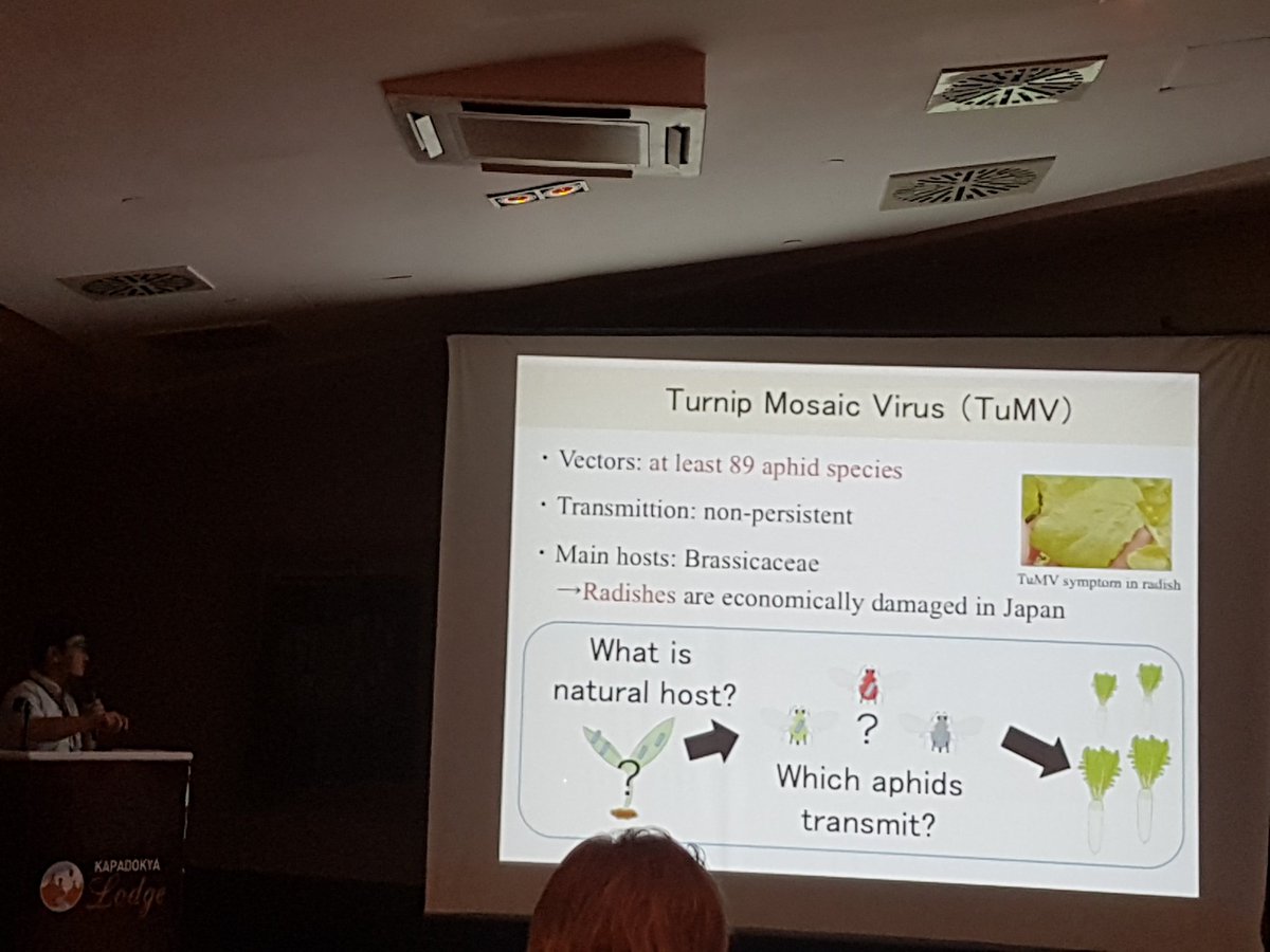 sanaahadidi's tweet photo. Last talk for today #10ISA by Makoto TOKUDA from Japan about whild host and aphid vectors of turnip mosaic potyvirus https://t.co/LWLUSy4u3F