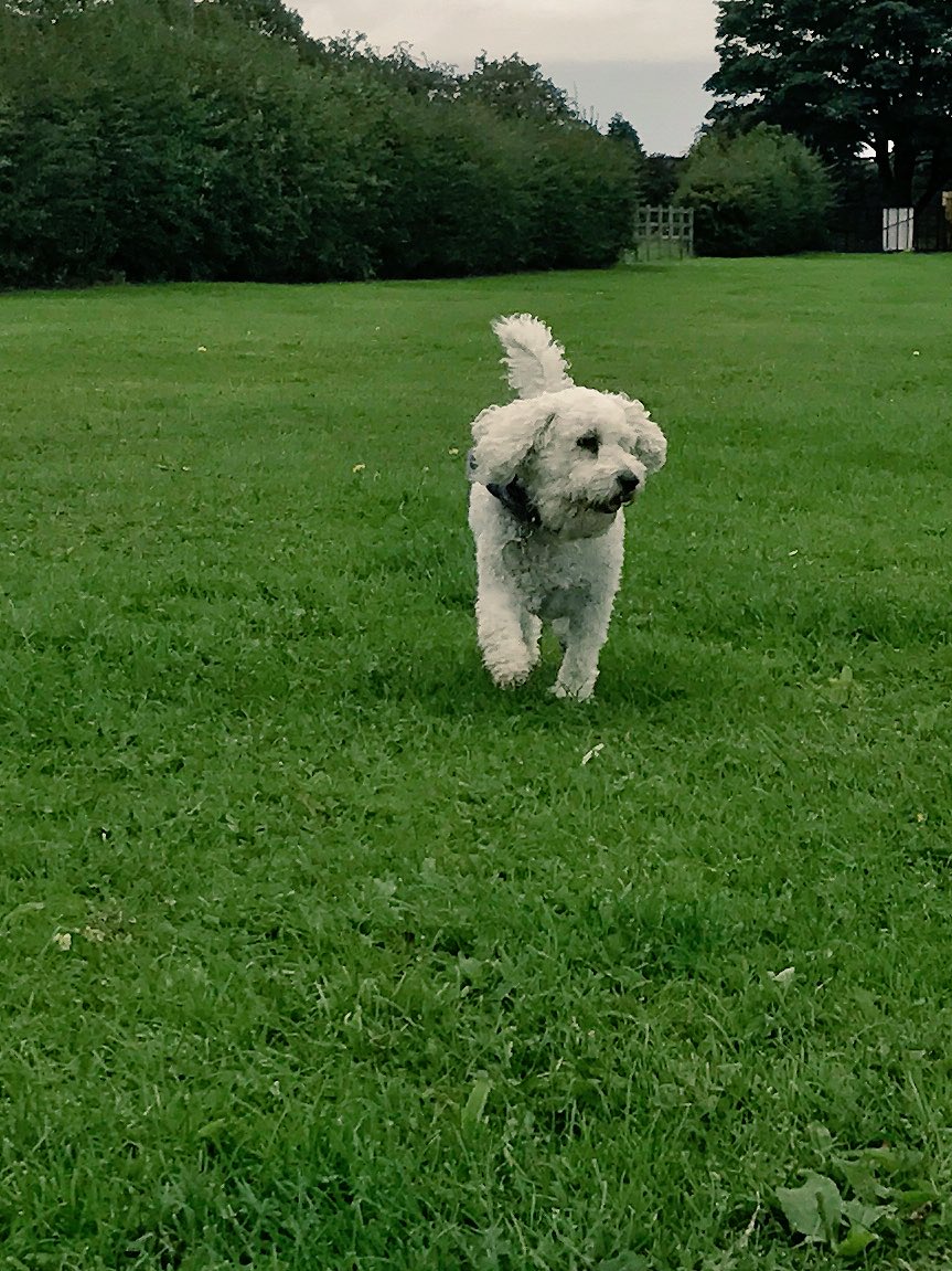 Diggler630's tweet photo. Little Stella, waiting for her mammas. #stellapoo #cockapoo #Diggler630 https://t.co/IL8EFcmcN7