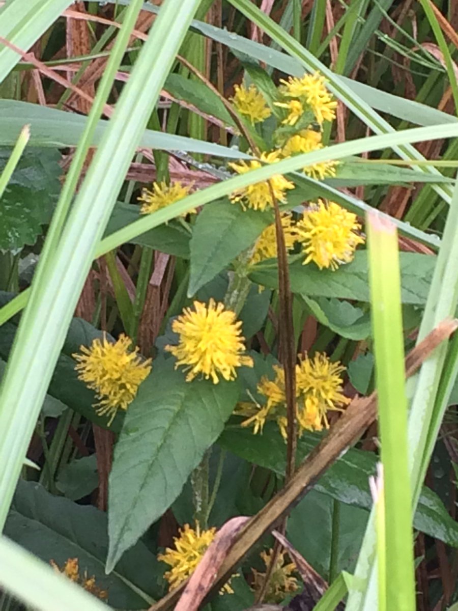 香霓 ぶらぶら倶楽部love Vol 2471 ヤナギトラノオ 花 T Co 9sroy8kqxh 植物 花 ヤナギトラノオ オカノトラノオ属 Lysimachia