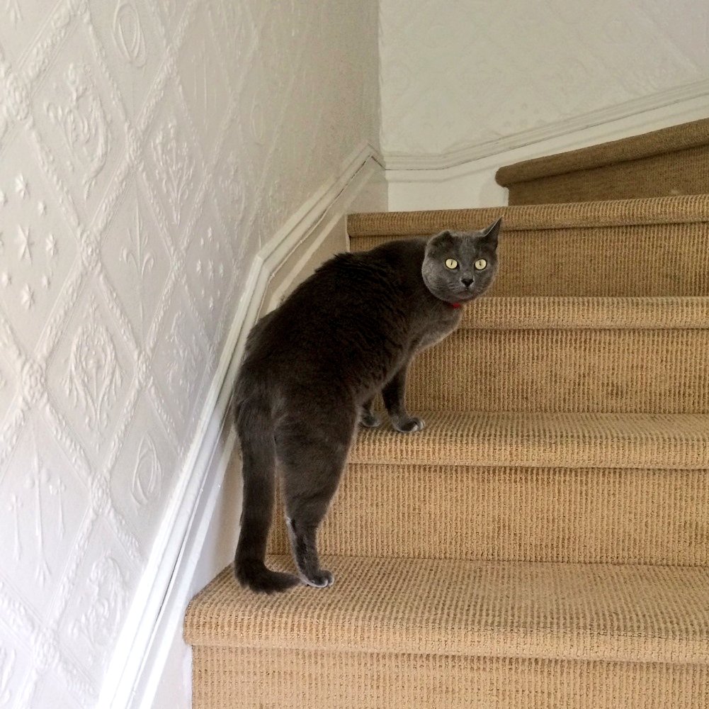 borisbluecat's tweet photo. #tbt to the time the humans left and a STRANGER came to take care of me! Thank goodness they are back now! #youarenotmymom #CatsOfTwitter https://t.co/uxGTdodHdT