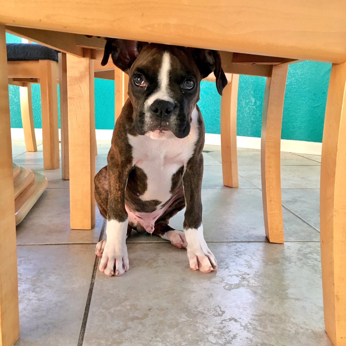 KatLarson17's tweet photo. Happy Thursday everyone! #TBT to Rex 11 months ago when he was a tiny piglet! 😍 🤗 #ilovemyboxer #boxerobsessed @OwnedByaBoxer @BoxerFanClub https://t.co/fJ6LoYDkYe