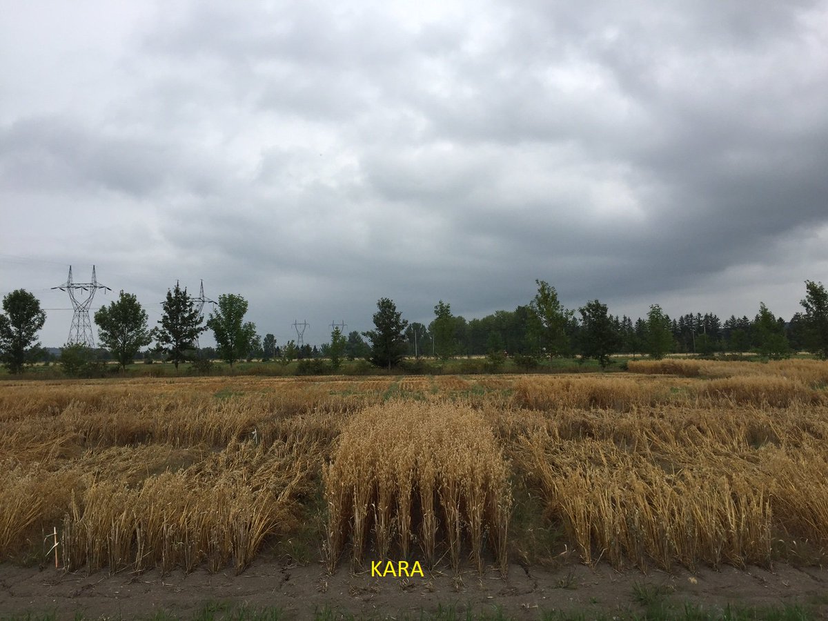Notre nouvelle avoine Kara a une tenu exceptionnel à LaPocatière vs l'ensemble d'un essai performance. <a href="/LaCoopAg/">LaCoopAg</a> 
New Oat Kara out standing