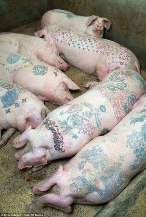 JGimoro's tweet photo. @lasertard @TrillanesSonny @maaaaaaxx23 @hildaRepaldaCen @EmeraldJackie @alanbaylon @papasin_joel71 @CarmiLu68 @ilovetonita20 @renguillar @ChavariaRolly Sindikato ng Triad Baboy! Dapat si Drilon ang tanongin mo Antonia, mga kakosa nya ito !! pak na pak Senate hearing pa! #WeSupportVMPDuterte https://t.co/dGa5CP5g8Z
