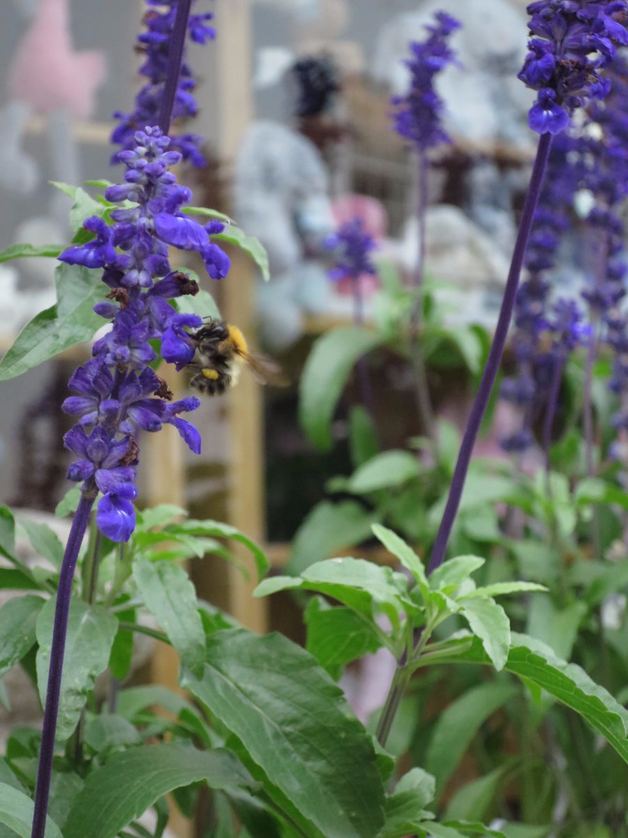 CheshamInBloom's tweet photo. We found some insect friends in #Chesham High Street thanks to our #potsforpollinators @savebutterflies @BumblebeeTrust #ourbloom https://t.co/gBDYN6xHpv