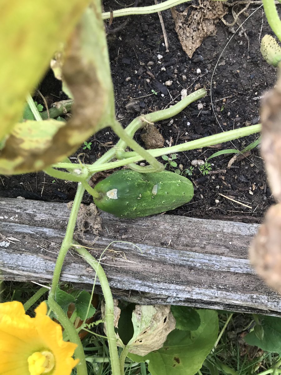 Our vegetable and perennial gardens are looking amazing! We are very excited about how much progress they have made this summer👍🏼🍅🥕🥒