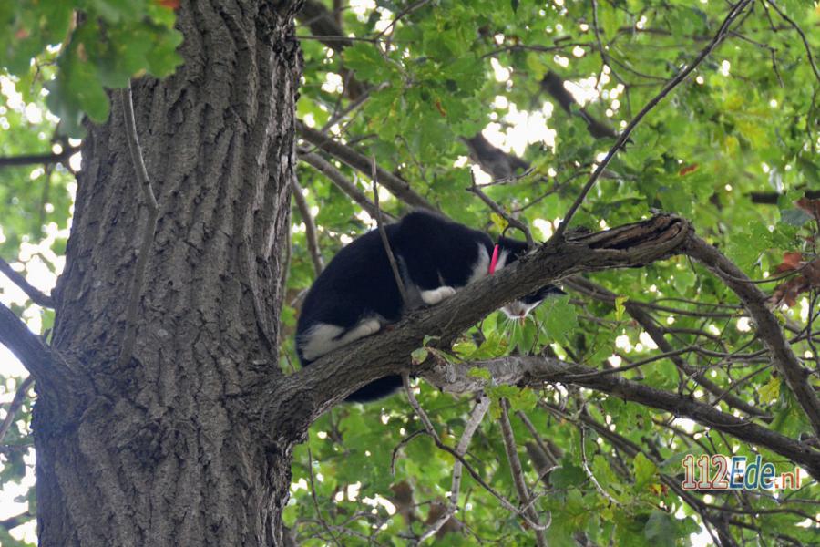 🚨 Brandweerman haalt poes veilig uit hoge boom 112.press/PlQxMG #Harskamp #112Nieuws https://t.co/8NYOPxIJJM