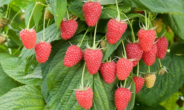EnscapeUK's tweet photo. The enduring appeal of autumn raspberries.

Sweet, aromatic, easy to grow – raspberries are a late summer winner

https://t.co/Tp6oM4h3rP https://t.co/cZ2SteWhEg