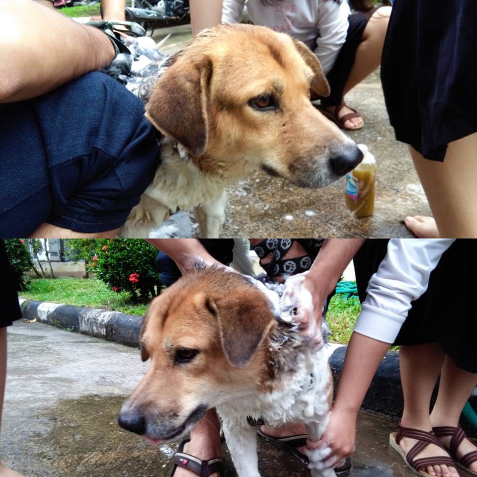 kkppoly's tweet photo. พี่เตี้ย🐶เสริมหล่อเตรียมขึ้นดอยแล้วปีนี้จะขึ้นพร้อมวิดวะอีกไหม ได้ข่าวว่าเป็นหมาวิดยา😂#ทีมมช #เตี้ยสตอรี่ #รับน้องขึ้นดอย60 #CMUtrekking2017 https://t.co/zQGj22OJM4