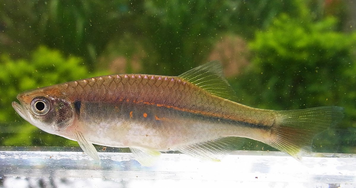 Rhodeus A Twitter デバリオの一種 Devario Sp 小川の中でたった1ヶ所あった淀みで こいつが網に入った時は 思わず タナゴ類だ と思ったほど体高と青の輝きが強く感じた めちゃ嬉しい 熱帯魚ショップでジャイアントダニオの名前で売られているグループの一種