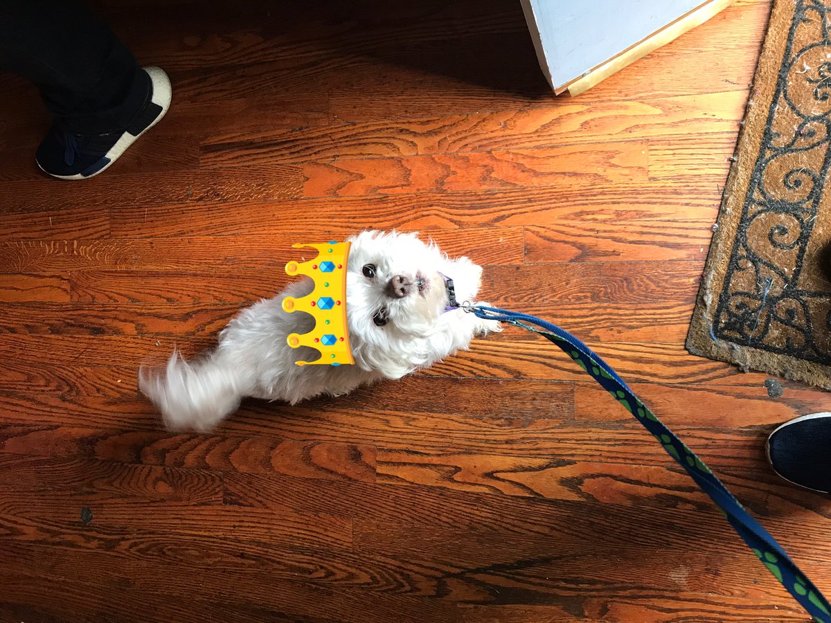 CHIP aka Killa  #IHXpets