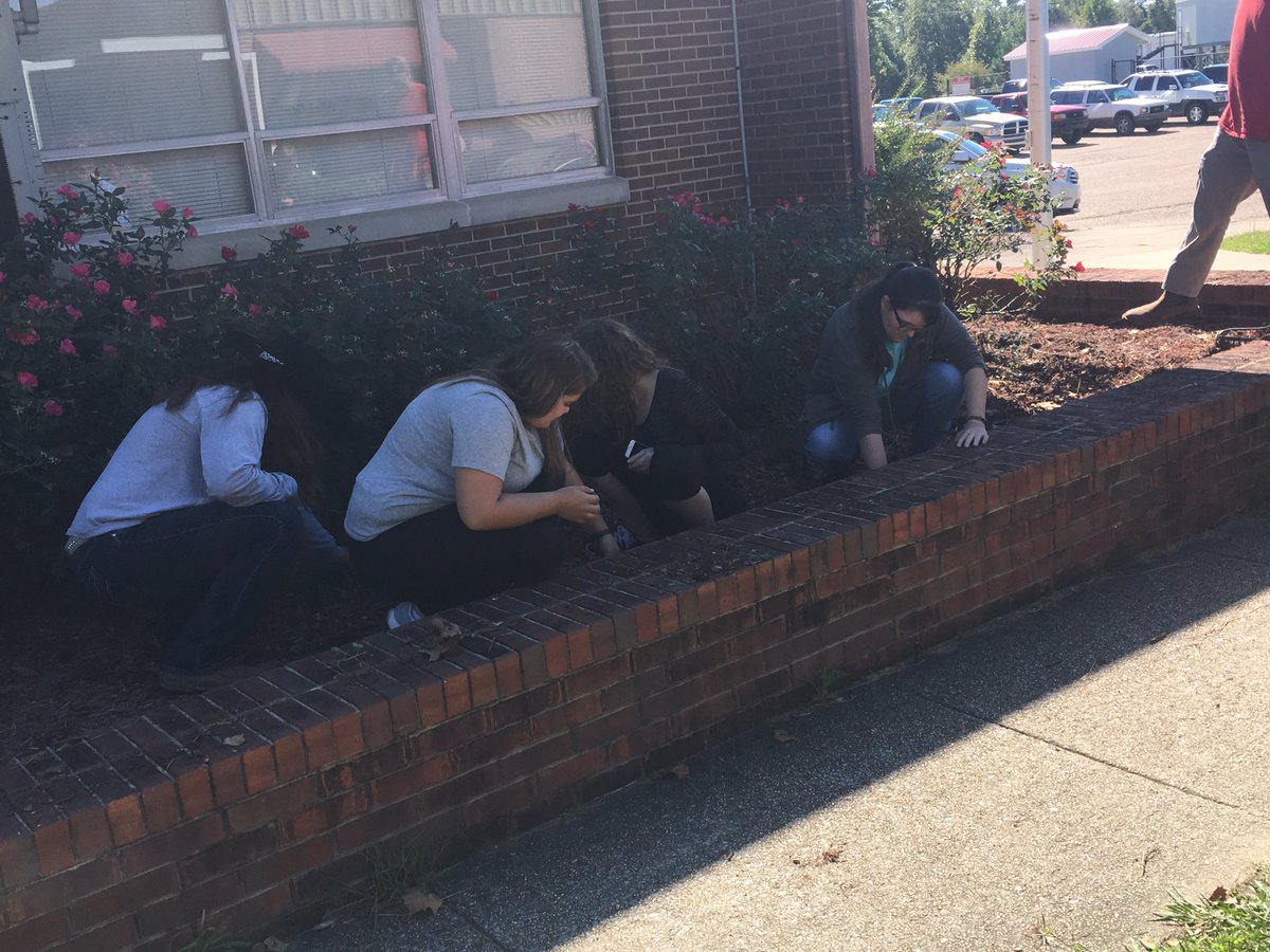 Haleyville_FFA's tweet photo. Greenhouse Production class pulls out weeds to improve the overall appearance of our campus. #HHSSLI #HHSRoar @HaleyvilleLions https://t.co/HnlETssU8S