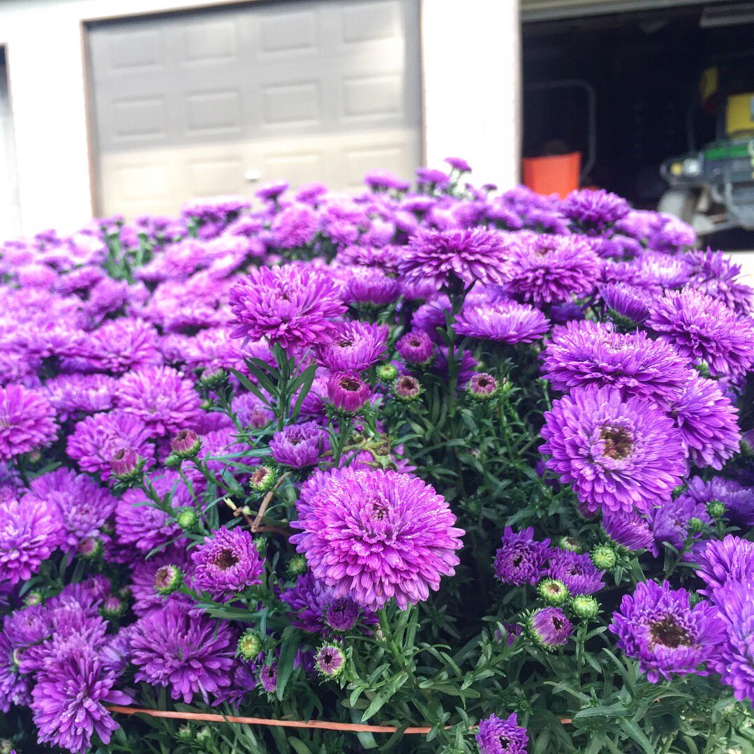 RotaryGardensWI's tweet photo. Our volunteers are working hard to have the Fall Plant Sale ready for you! https://t.co/eNRBkmhaju