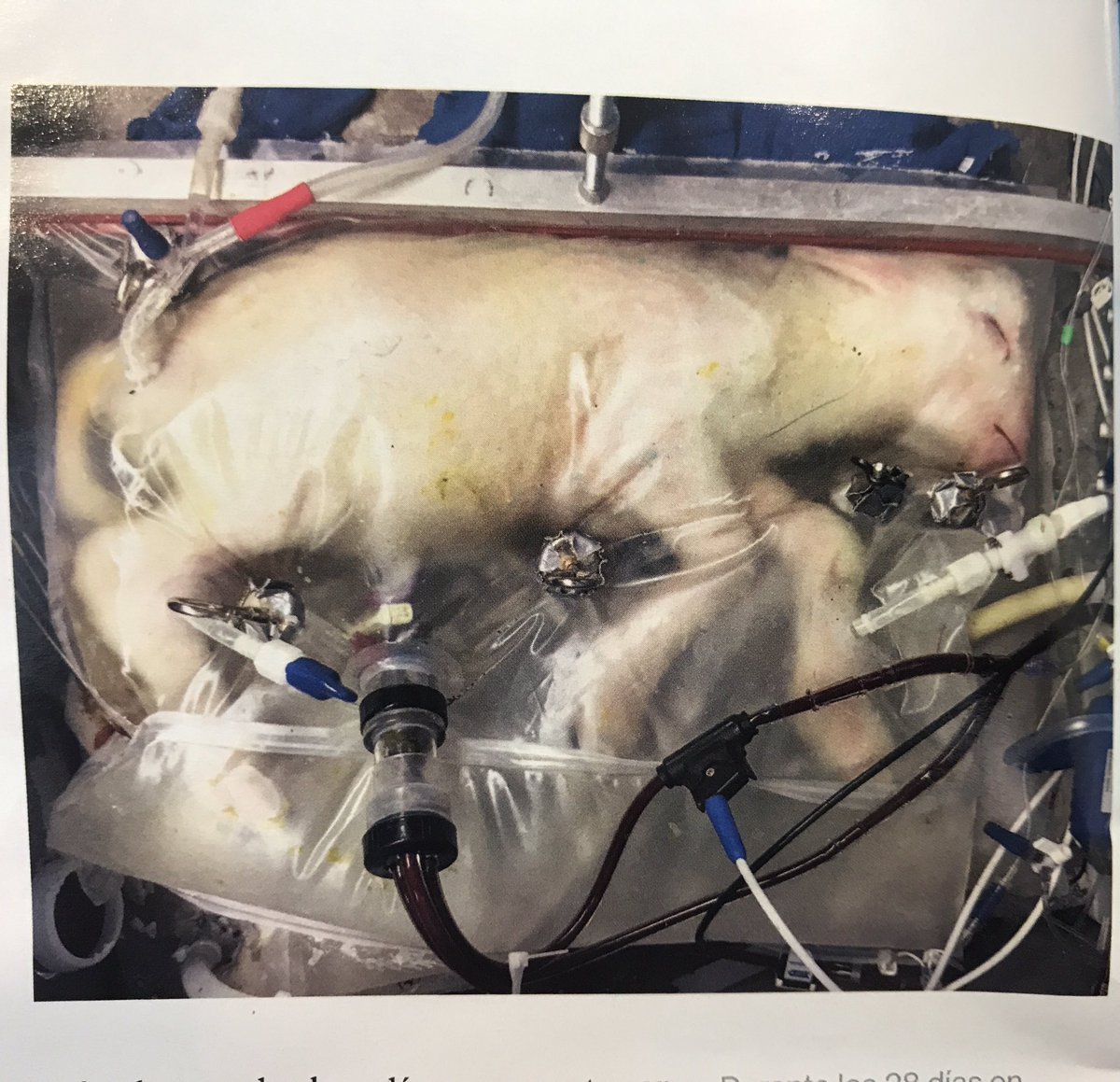 silgingo9's tweet image. #ÚteroArtificial #NatGeo