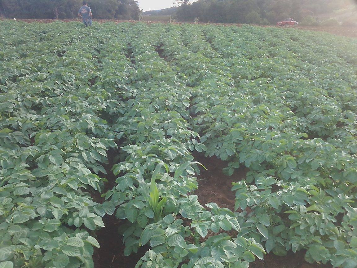 Corn Gluten: Natural Herbicide Potential?