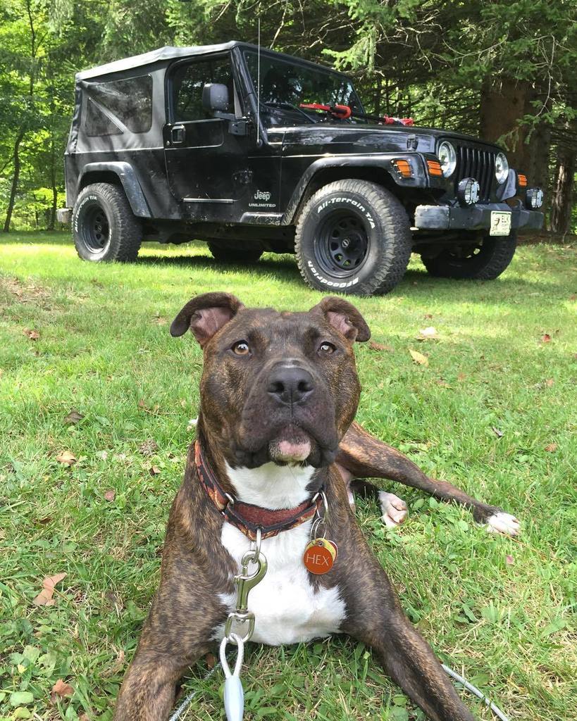 paander46's tweet photo. Cabin trip. 
#jeep #jeepindogs #jinxthejeep #wrangler #elkcounty #medixrun https://t.co/sYZKnmMA2Y https://t.co/v1eCu4cqyw