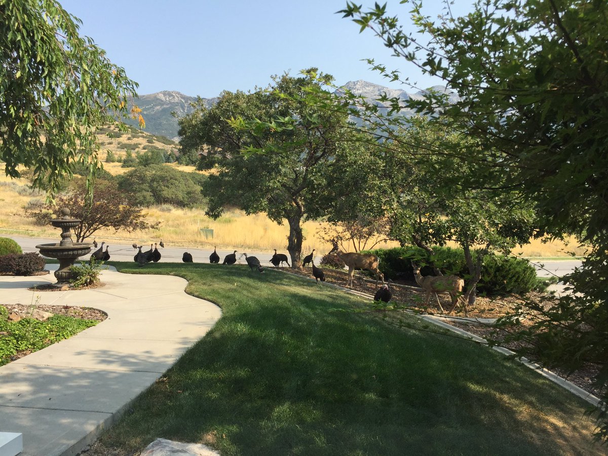 I didn't get advance notice from the deer &amp; turkeys of the neighborhood  mtf on the front lawn