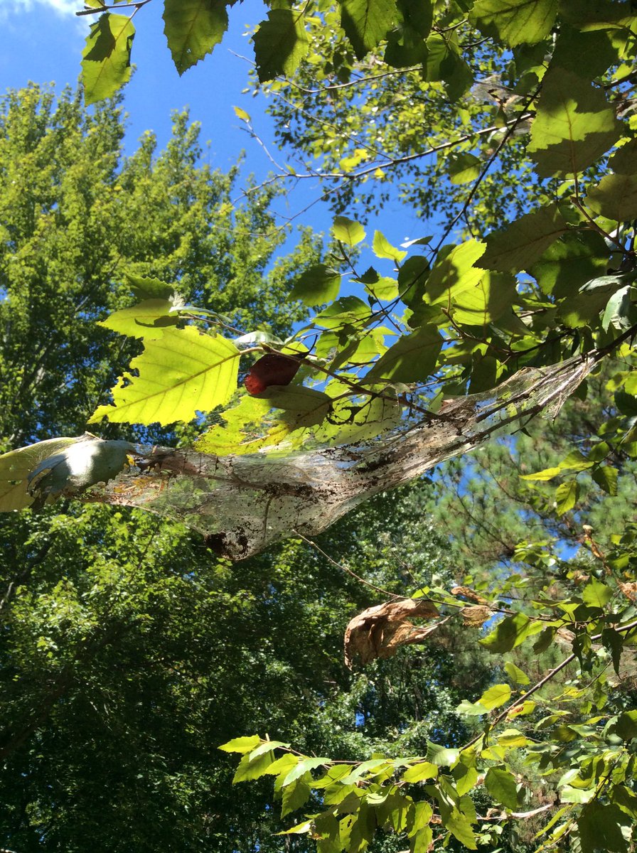TreeTaggr_HB's tweet photo. @treetaggr #species=river_birch_fall_web_worms Late fall web worms! https://t.co/JdjUHPfGxt