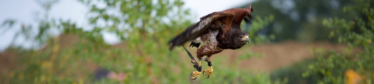 Tizer_Studio's tweet image. Birds of prey at Finberry School&apos;s ribbon cutting service. The stunning new developement by @morgansindallci 
#birdsofprey #event #nature