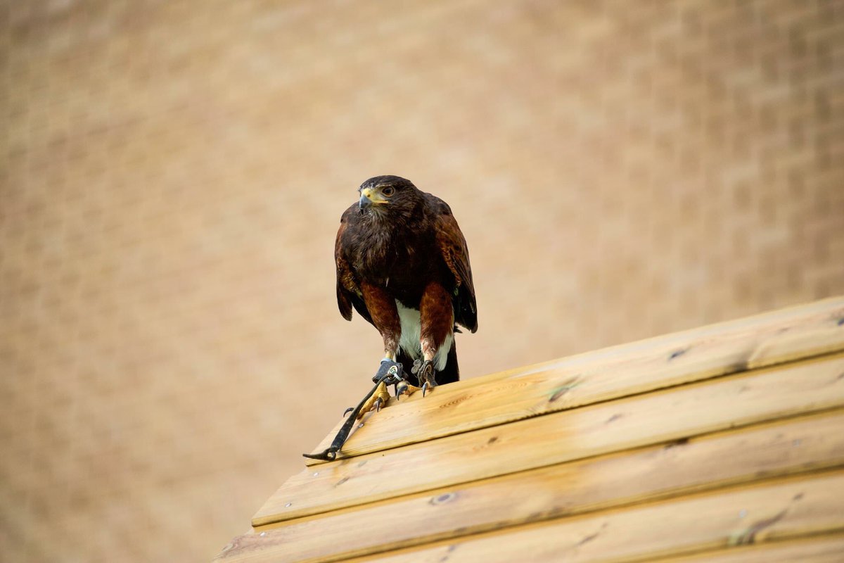 Tizer_Studio's tweet image. Birds of prey at Finberry School&apos;s ribbon cutting service. The stunning new developement by @morgansindallci 
#birdsofprey #event #nature