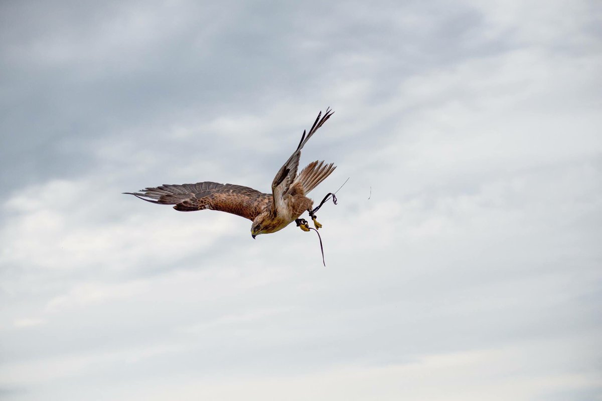 Tizer_Studio's tweet image. Birds of prey at Finberry School&apos;s ribbon cutting service. The stunning new developement by @morgansindallci 
#birdsofprey #event #nature