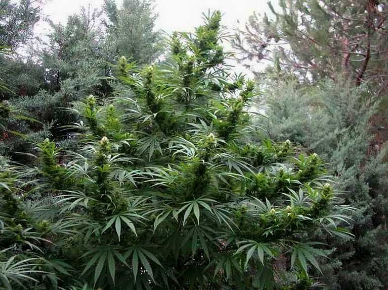 #Pertuis : des pieds de cannabis gros comme des arbres sur.laprovence.com/0aU3-8tem