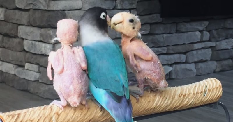 GoTripsES's tweet image. This Bird Once Had To Live In Isolation, But Luckily, She Now Has The Cutest Buddies ift.tt/2wbyl3m