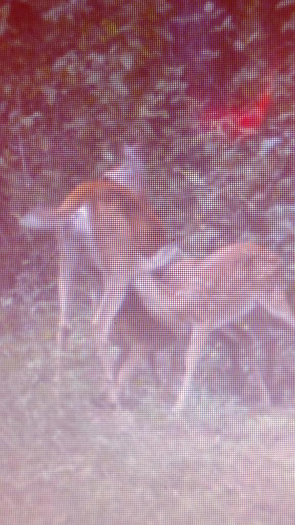 Eric Wooten (@solocam_hunter) on Twitter photo 