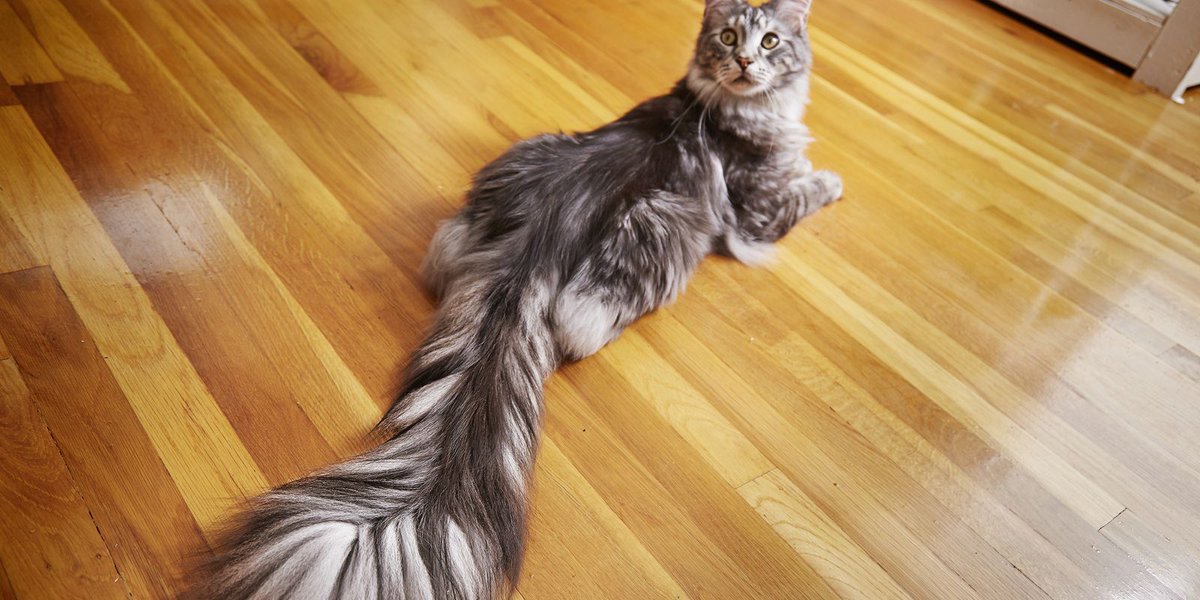 freep's tweet photo. Ferndale cat gets Guinness record for 17-inch tail https://t.co/M7K4jeMMZA https://t.co/ppEjf4tnAt