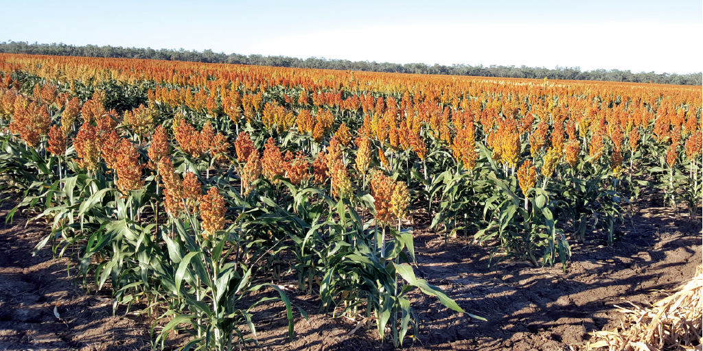 Congratulations to Kent Ritter from Gurley, NSW, the lucky winner of our grain sorghum competition! bit.ly/2nQvbyG