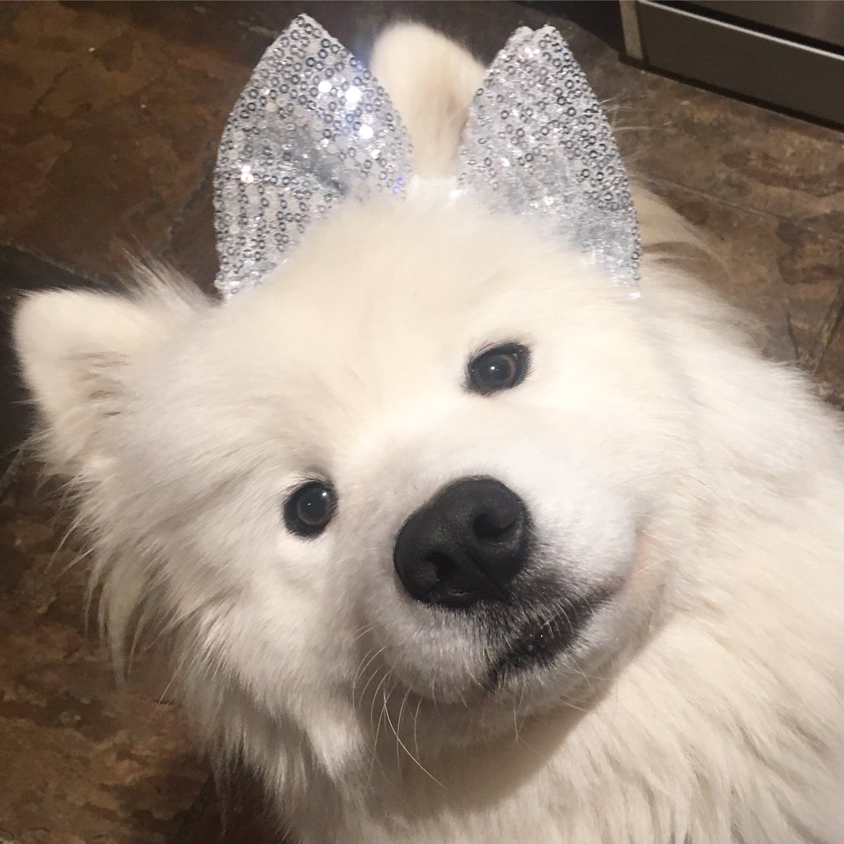Poppet the samoyed tweet media