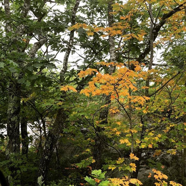 It has begun! This is from@my lunch time Drive up Mount Battie. If you've been procrastinating on signing up for a fall workshop with Vince…