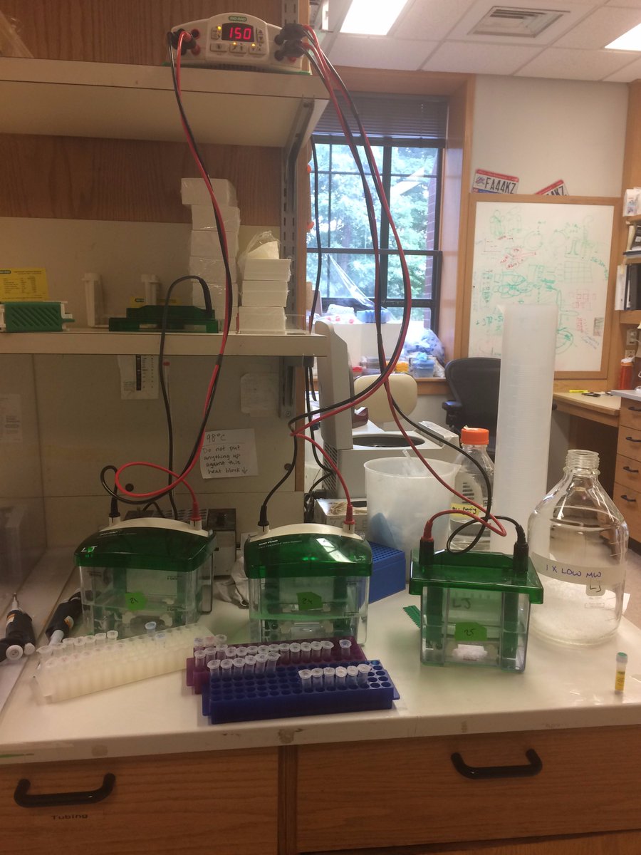 Power box 'n gelling time! 🎶 #lifeinthelab #biochemistry #RealTimeChem #sdspage #electrophoresis