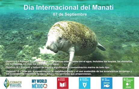 CobachSustenta's tweet photo. El día 07 de Septiembre se celebra el día Internacional de la Conservación del Manatí, Chiapas cuenta con un santuario de esta especie. https://t.co/udaYvfSRfJ