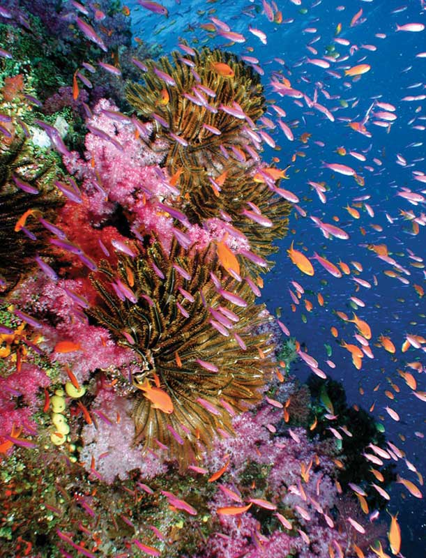AmuraWorld's tweet photo. Fiji Coral Reefs https://t.co/l7geyCF1VJ 
#Amura #Fiji #Travel https://t.co/syVOzRLXuS