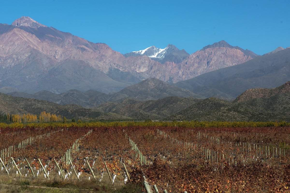 Feliz día a los enólogos que con sus conocimientos producen los vinos que posicionan a Mendoza en el Mundo.  Salud para ellos 🍷🍷🍷🍷🍷
