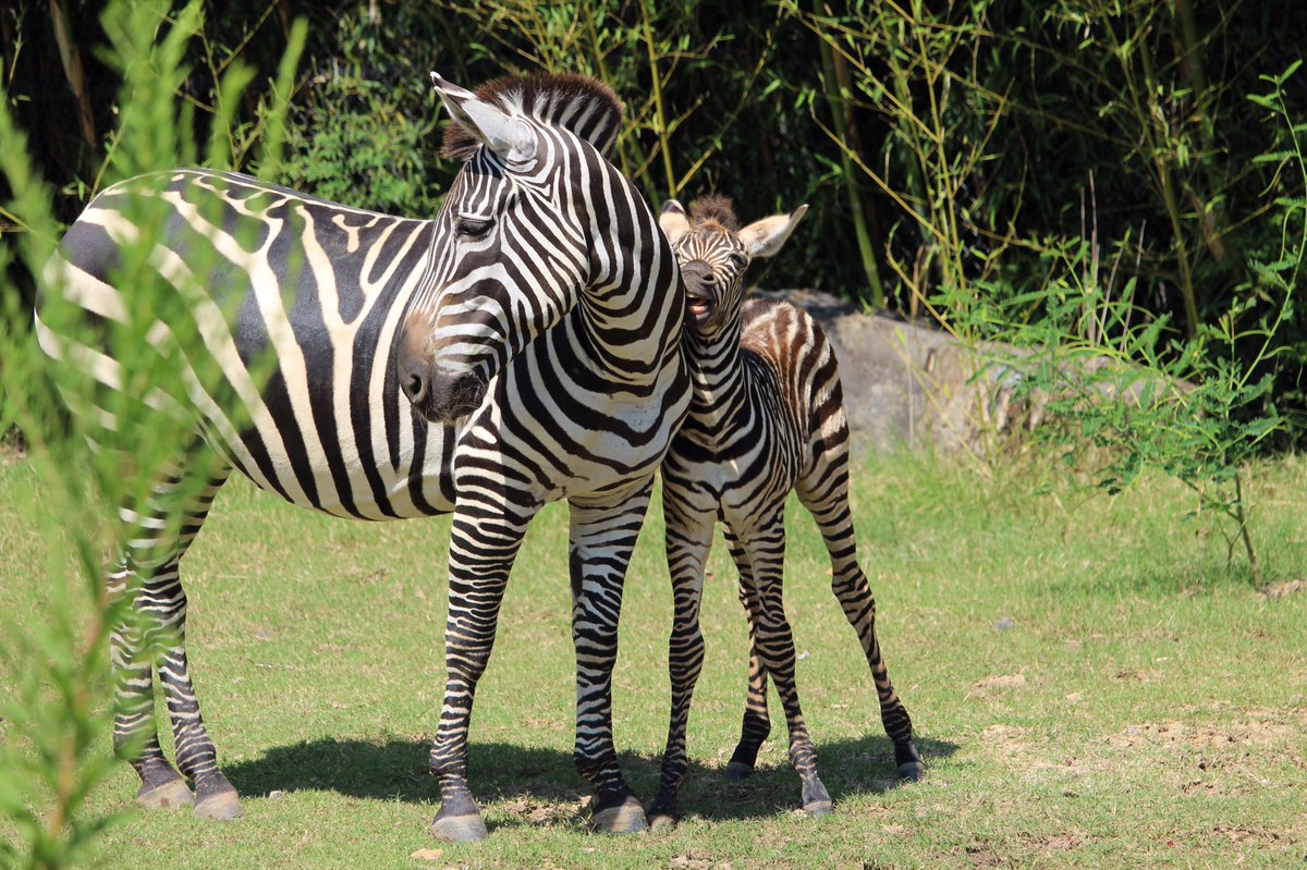 LittleRockZoo's tweet photo. Mom and her 10 day old foal at #LRZoo today! It is the Perfect weekend to visit the Little Rock Zoo this weekend! https://t.co/9IBQnOhm9p