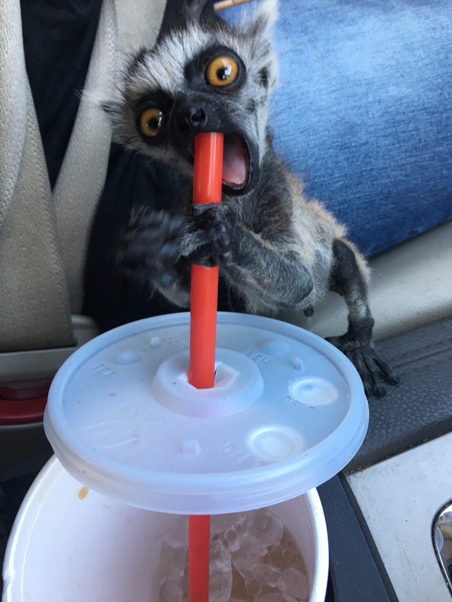 OasisAnimals_'s tweet photo. It's almost the weekend! https://t.co/QH08Qm5uJD