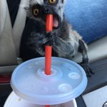 Photo by Oasis Animals (@OasisAnimals_)