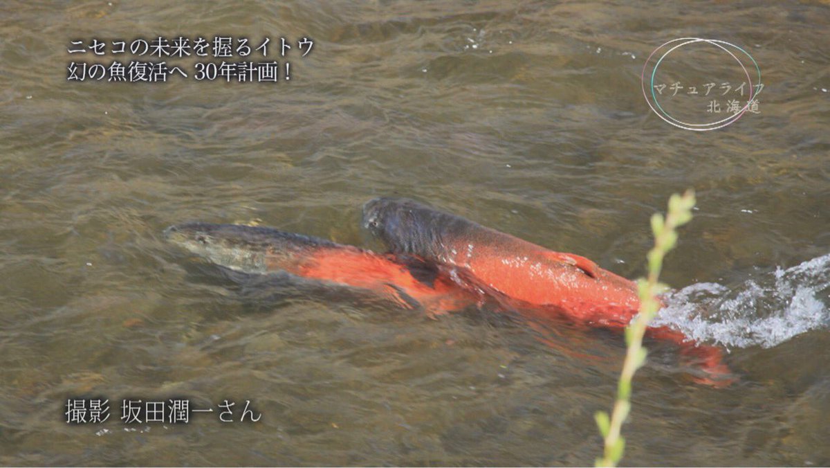 Tvhテレビ北海道 ニュース 婚姻色に染まり エサはマグロ ニセコを流れる尻別川のイトウです 南限の生息地で絶滅の危機に瀕したこの魚を 自然に増殖できるようにしようと動くシニアたちがいます 30年計画はまだ半ばですが 明るい兆しが次々と 10 Tvhテレビ北海道 ニュース 婚姻色に染まり エサはマグロ ニセコを流れる尻別川のイトウです 南限の生息地で絶滅の危機に瀕したこの魚を 自然に増殖できるようにしようと動くシニアたちがいます 30年計画はまだ半ばですが 明るい兆しが次々と 10