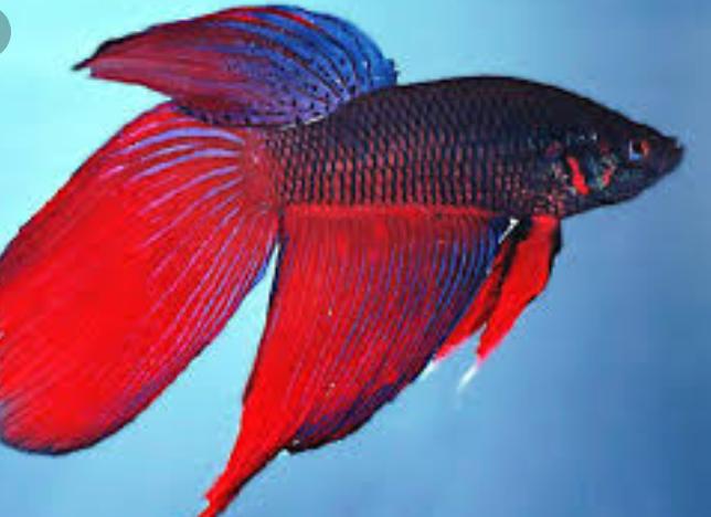 Uma imagem para um bom entendedor Vale muito...
#BetaQuerLab