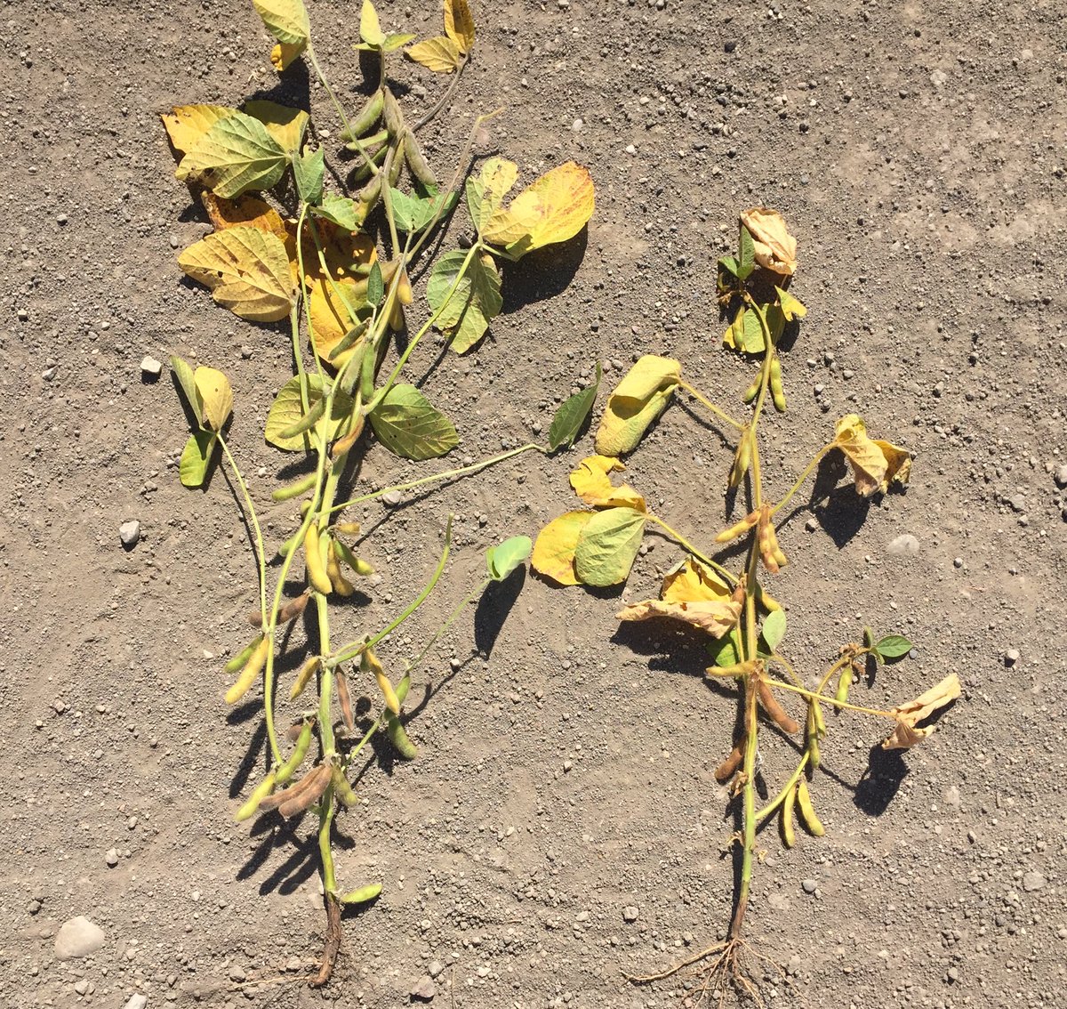Dean_Schenk's tweet photo. Pretty easy to see the differences between Dekalb's new genetics RR2X and OR1 soybeans across SE Sask and I'm sure the combine will confirm https://t.co/7rTa2954uh