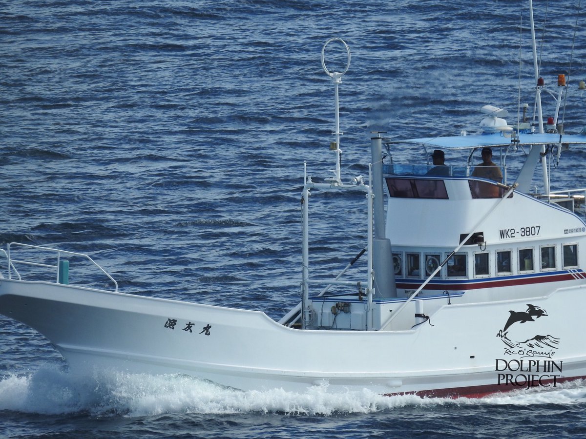 Dolphin Project tweet media