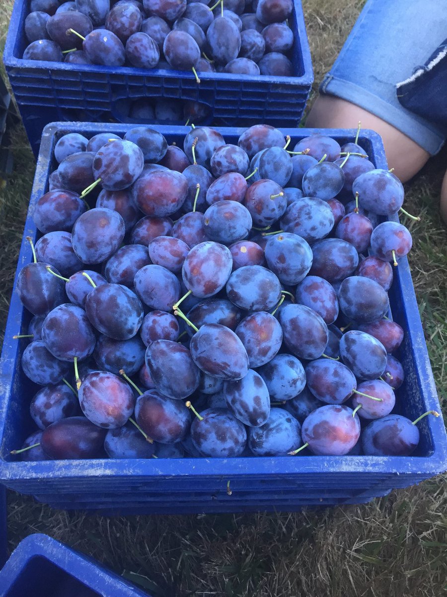 It's plum season! Several ppl on our Share the Harvest page have posted that they have fruit available. Get picking! ow.ly/fJeG30eYbnN