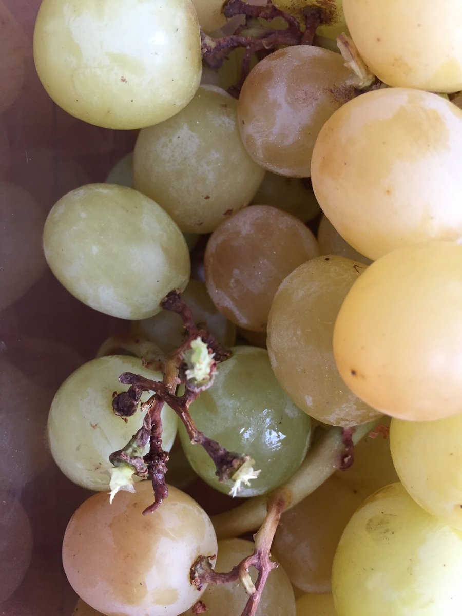 JHoolia's tweet photo. #Tesco sour grapes before their date! https://t.co/W3zgfjDZb0
